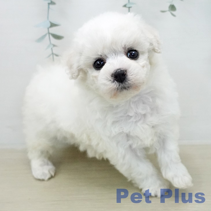 ビション・フリーゼの写真2