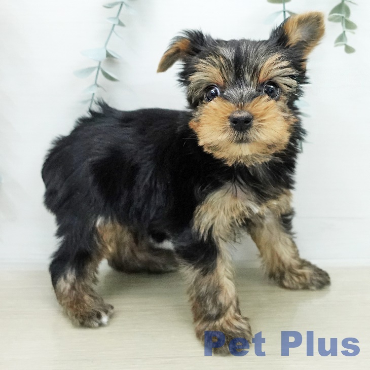 ヨークシャー・テリア