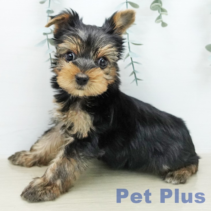 ヨークシャー・テリアの写真2