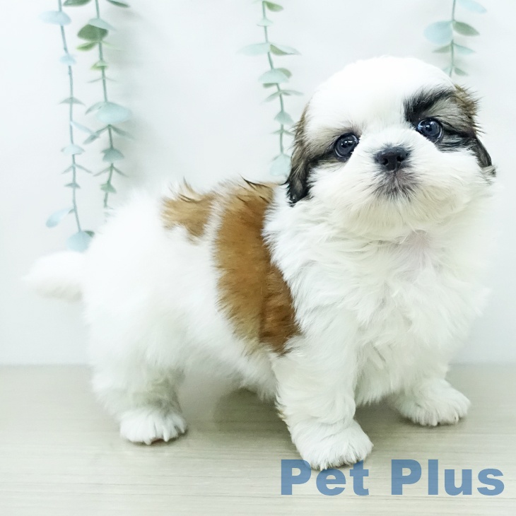 シー・ズーの写真2