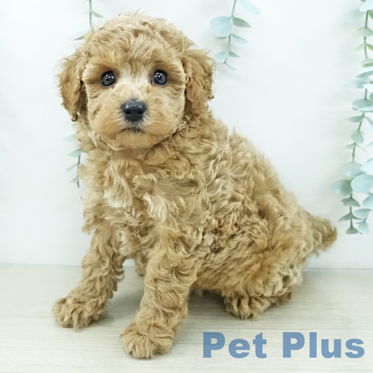 トイ・プードル