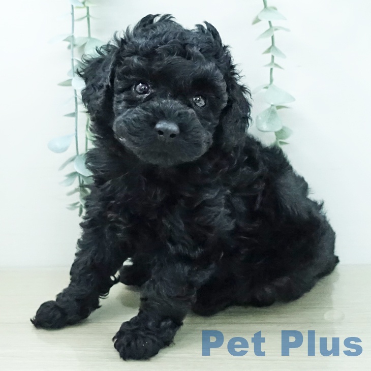 トイ・プードル