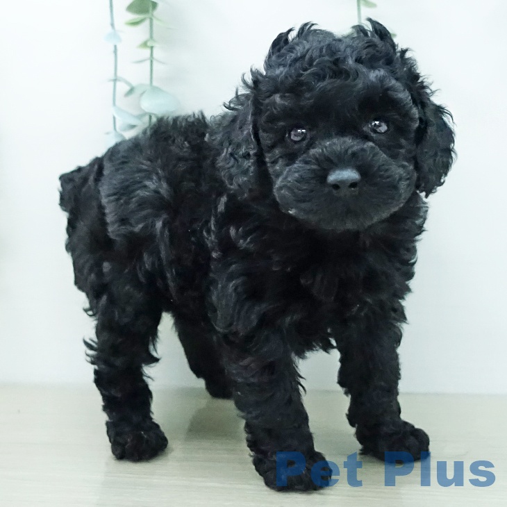 トイ・プードルの写真2