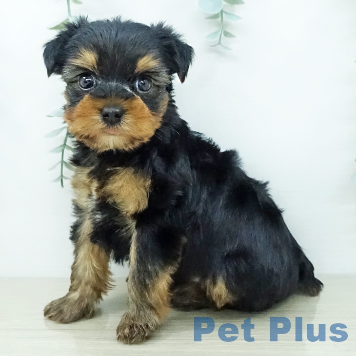 ヨークシャー・テリア