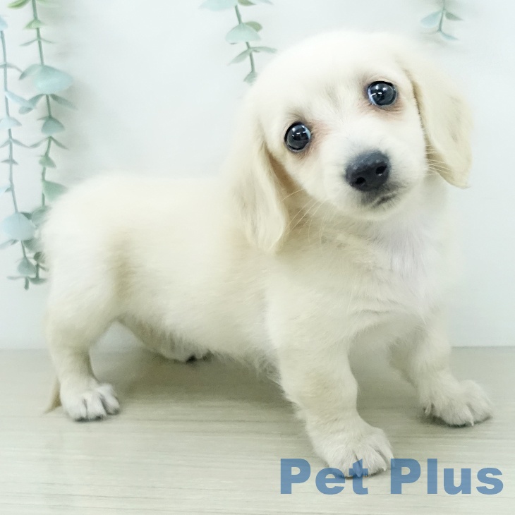 ミニチュア・ダックスフンドの写真2