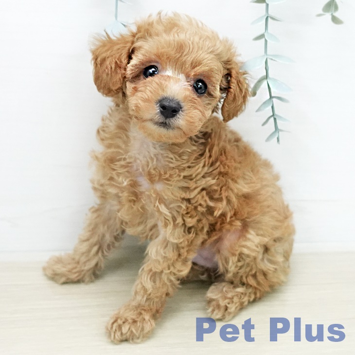 トイ・プードル