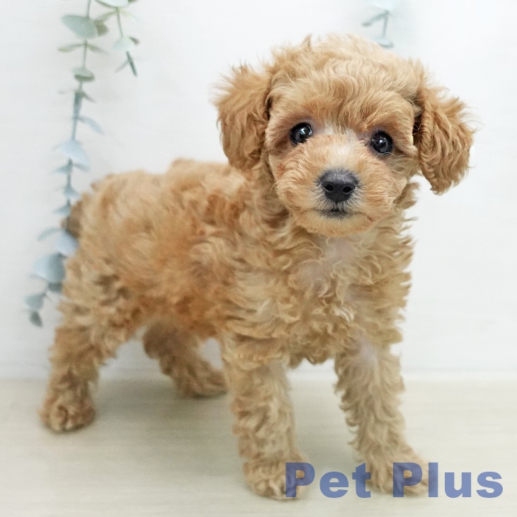 トイ・プードルの写真2