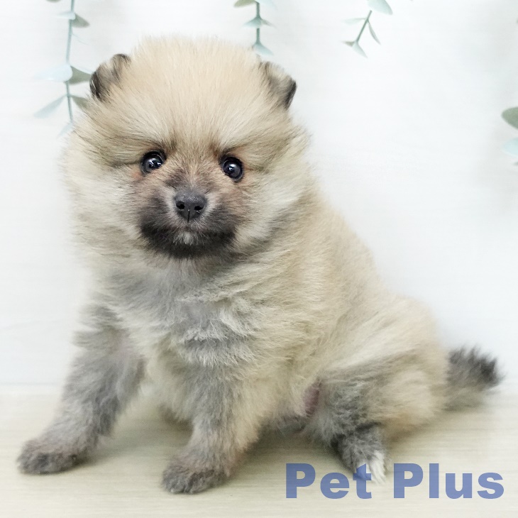 ポメラニアンの写真2