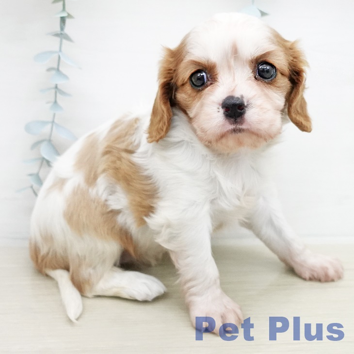 キャバリア・キングチャールズ・スパニエル