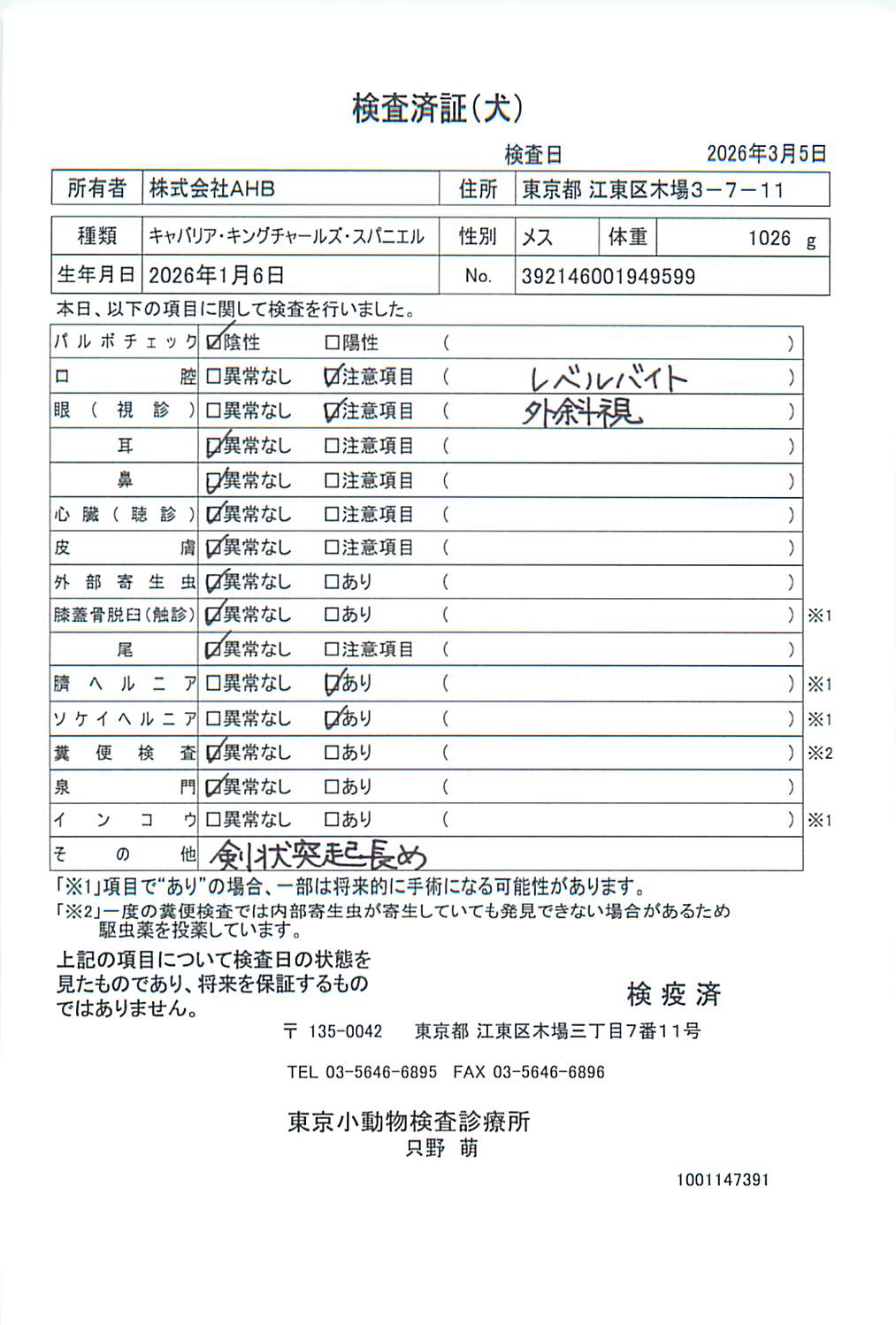 キャバリア・キングチャールズ・スパニエル