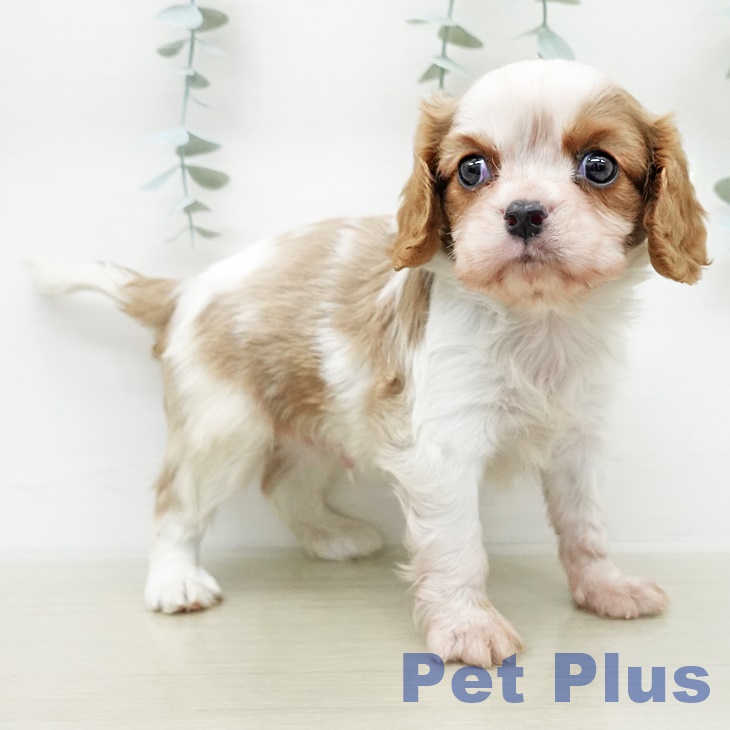 キャバリア・キングチャールズ・スパニエルの写真2