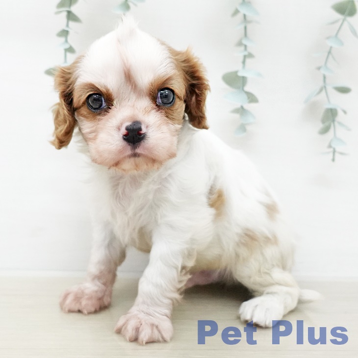 キャバリア・キングチャールズ・スパニエルの写真2