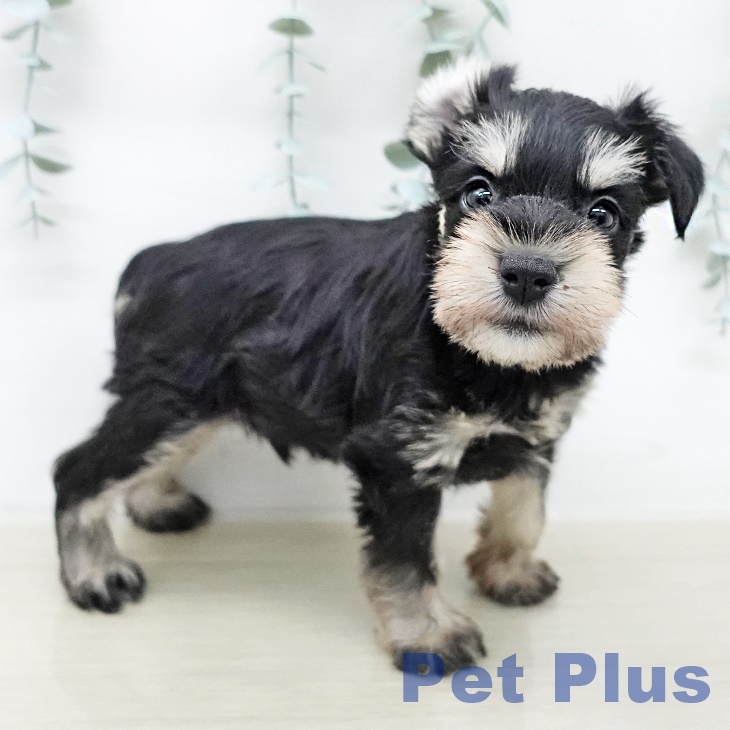 ミニチュア・シュナウザー