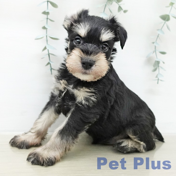 ミニチュア・シュナウザーの写真2