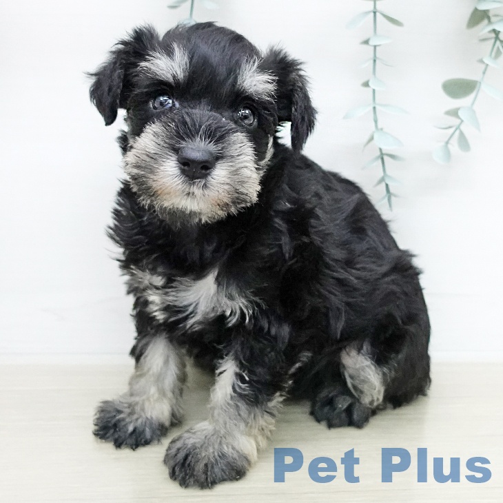 ミニチュア・シュナウザー