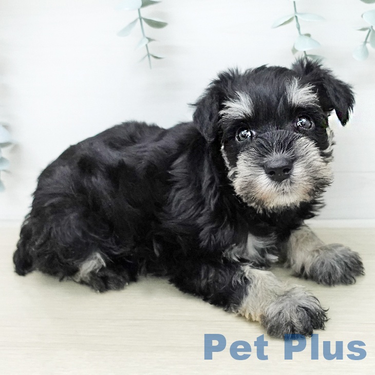 ミニチュア・シュナウザーの写真2