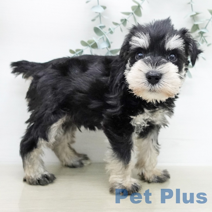 ミニチュア・シュナウザーの写真2