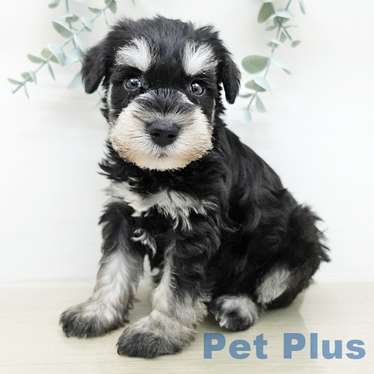 ミニチュア・シュナウザー