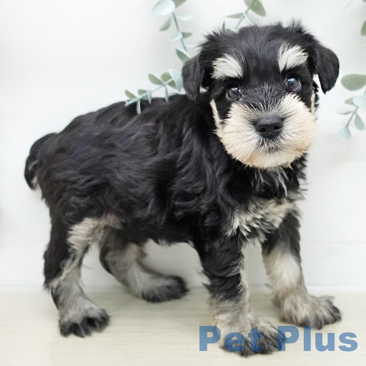 ミニチュア・シュナウザー