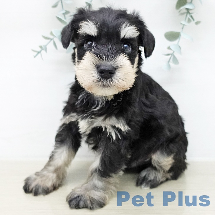 ミニチュア・シュナウザーの写真2