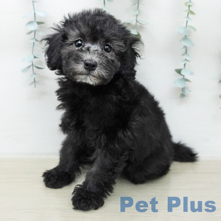 トイ・プードル