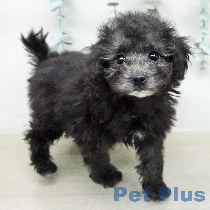 トイ・プードル