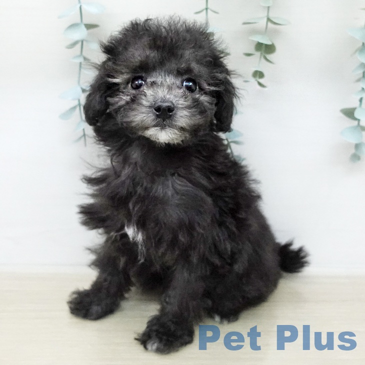 トイ・プードルの写真2