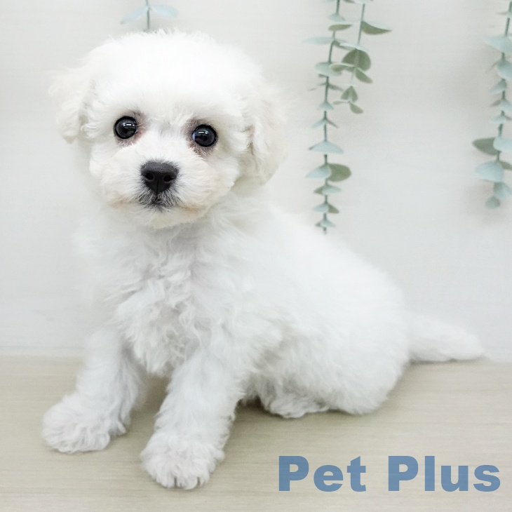 ビション・フリーゼ