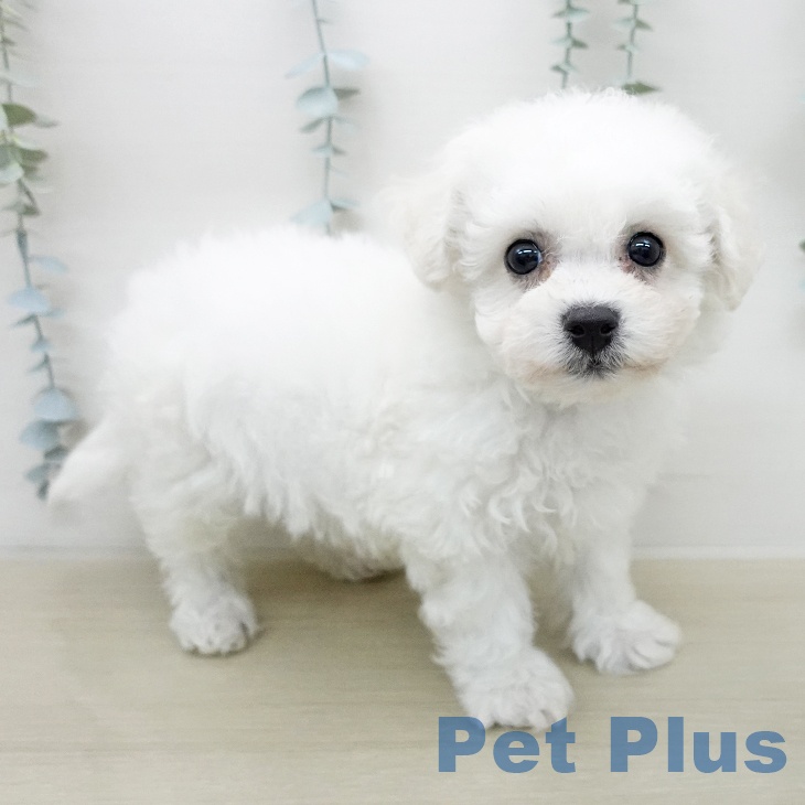 ビション・フリーゼの写真2