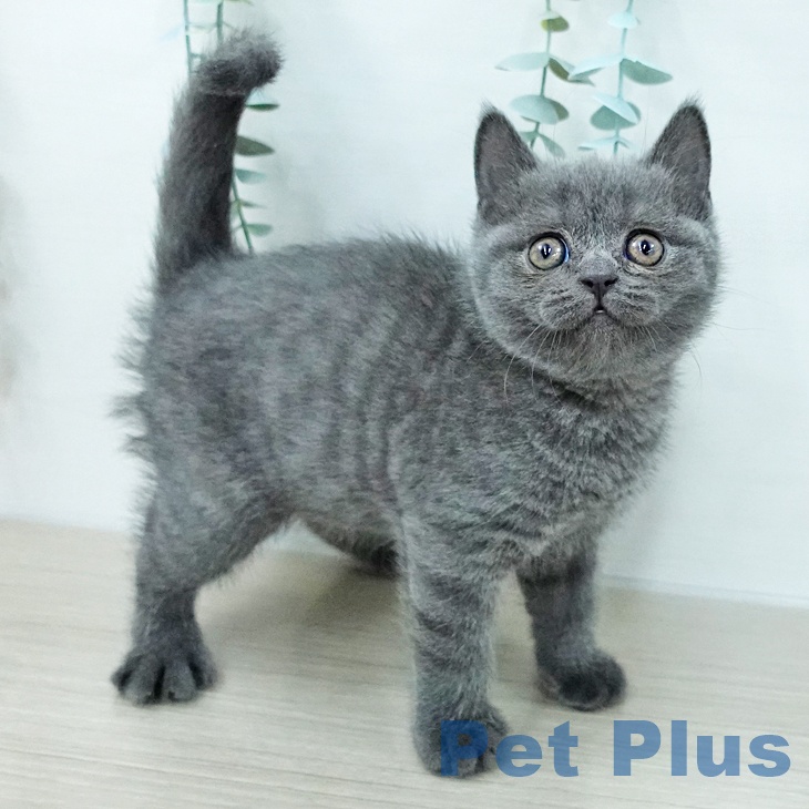 ブリティッシュショートヘア