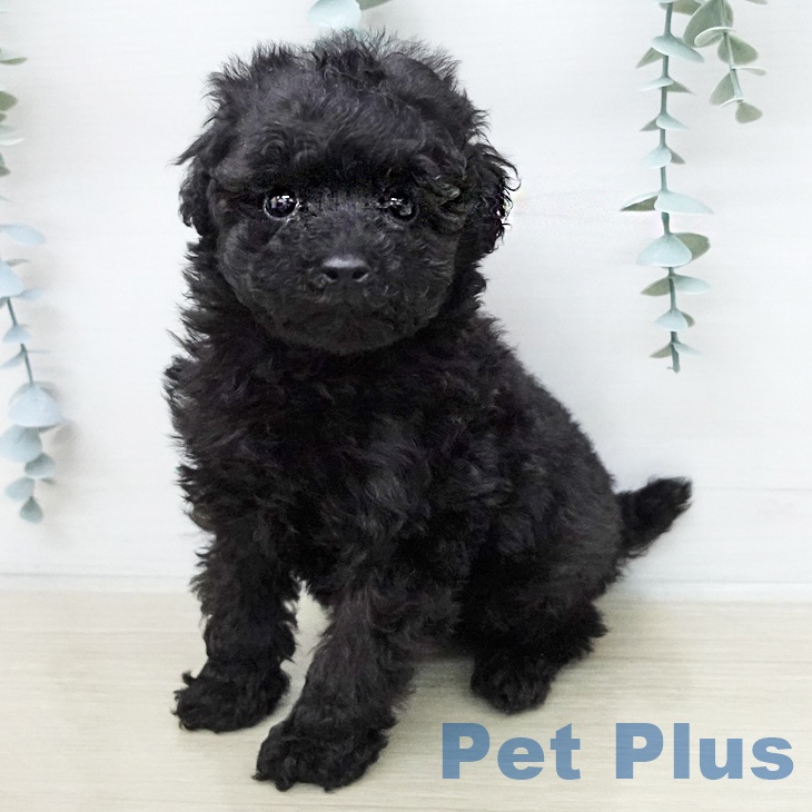 トイ・プードル