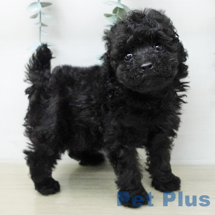 トイ・プードルの写真2