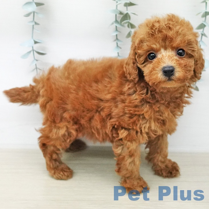 トイ・プードル