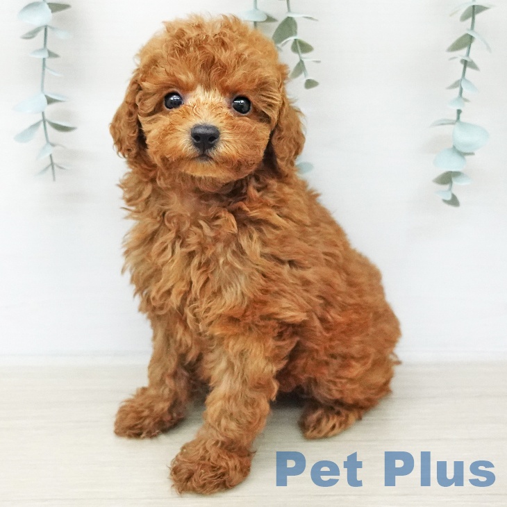 トイ・プードルの写真2