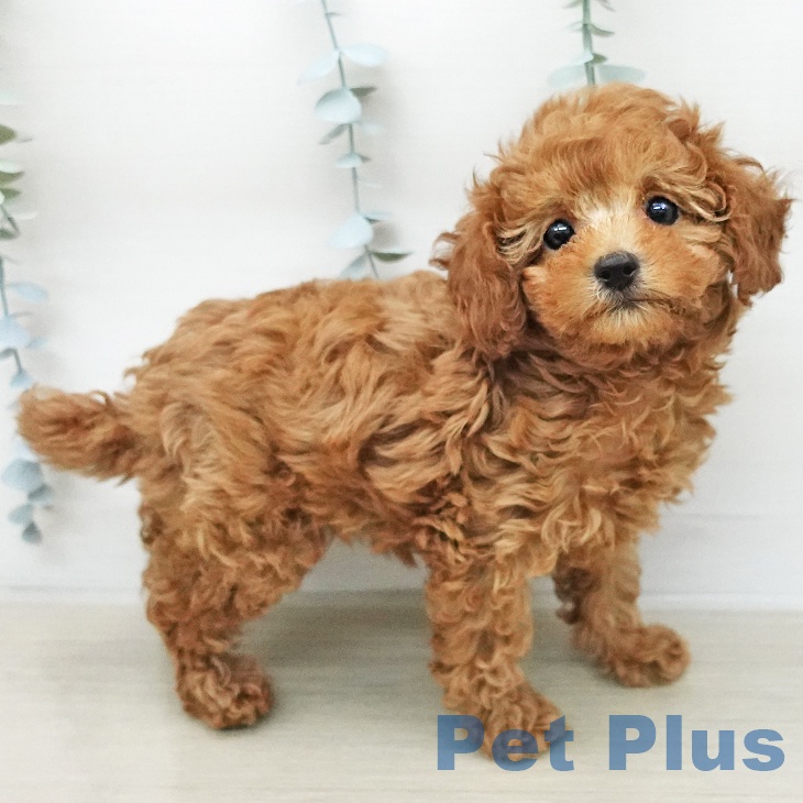 トイ・プードル