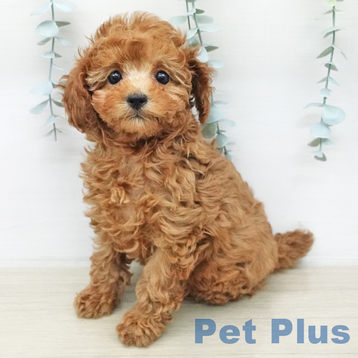 トイ・プードルの写真2