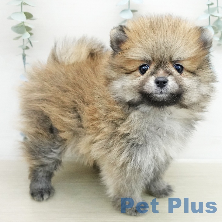 ポメラニアンの写真2