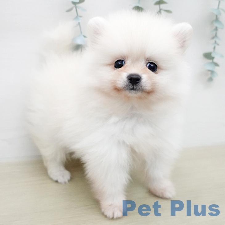 ポメラニアンの写真2