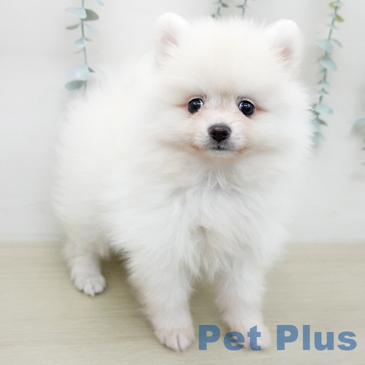 ポメラニアンの写真2