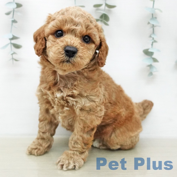 トイ・プードル