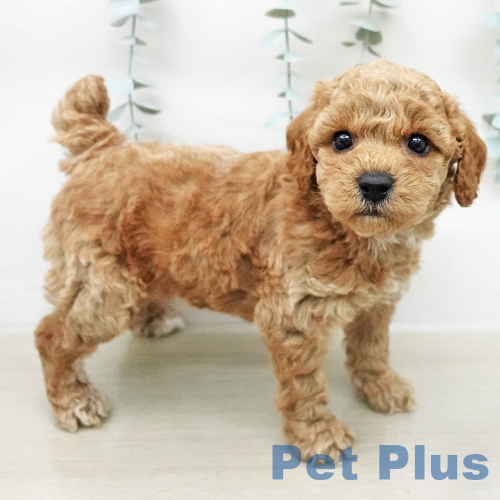 トイ・プードルの写真2