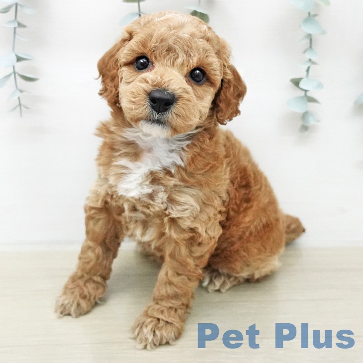 トイ・プードル