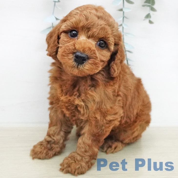 トイ・プードル