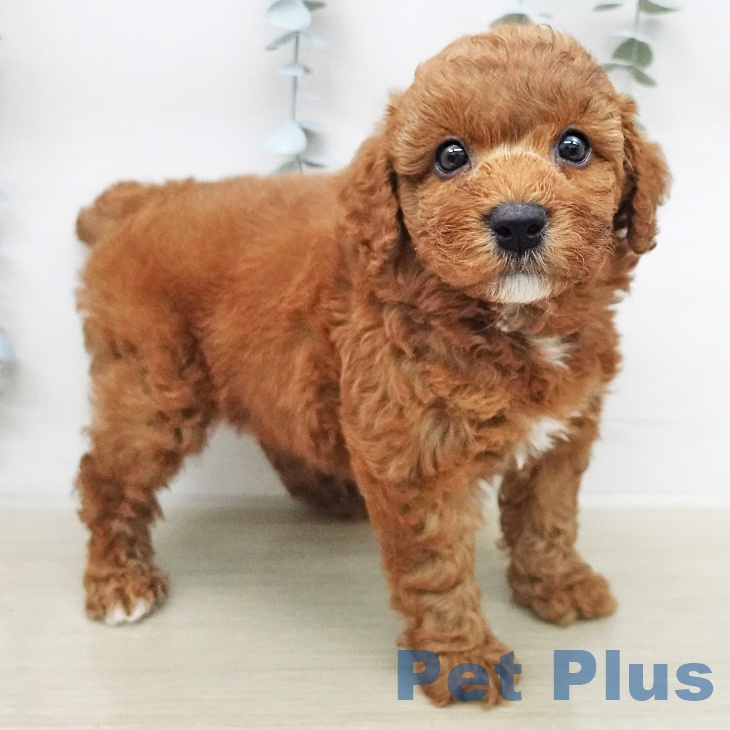 トイ・プードル