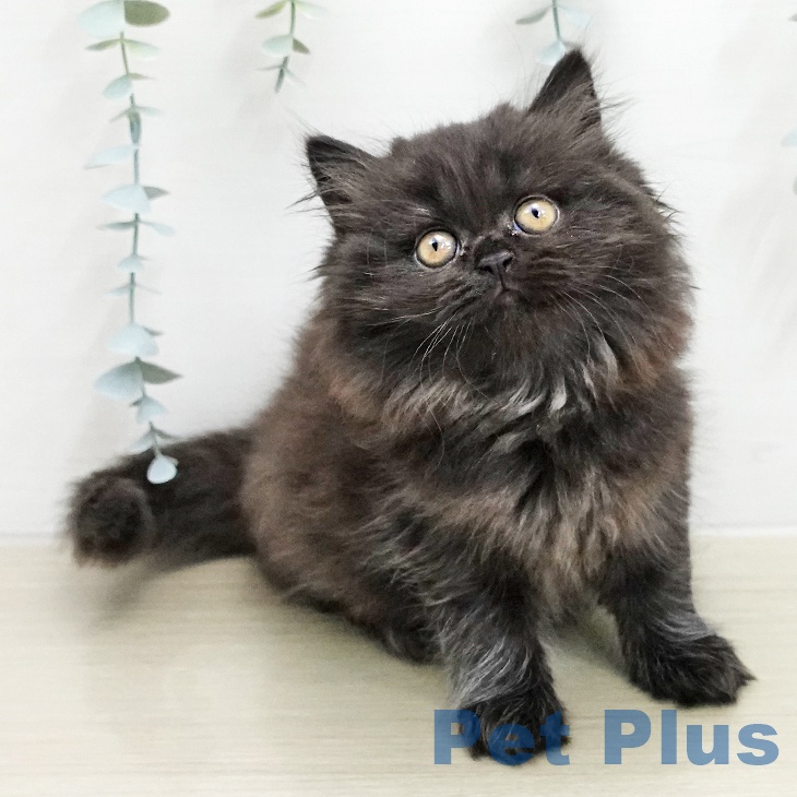 ブリティッシュロングヘアの写真2