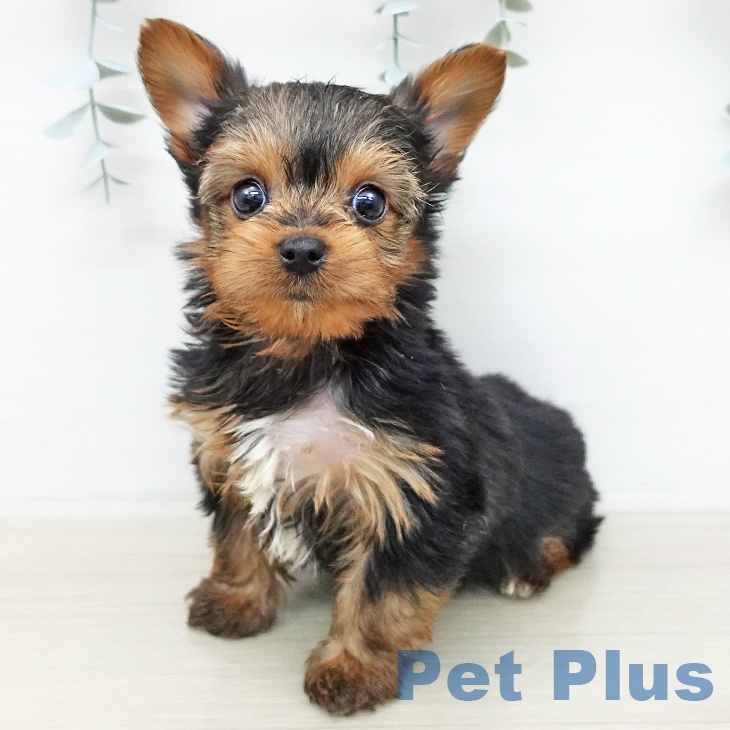 ヨークシャー・テリアの写真2