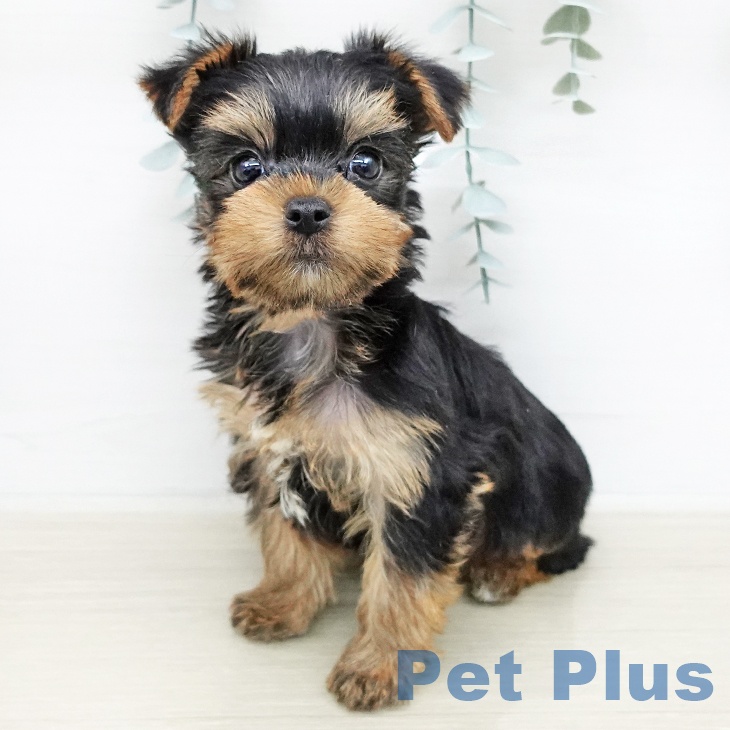 ヨークシャー・テリア