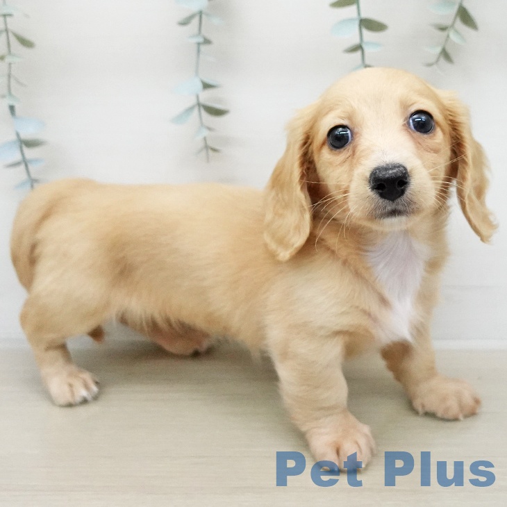 ミニチュア・ダックスフンドの写真2