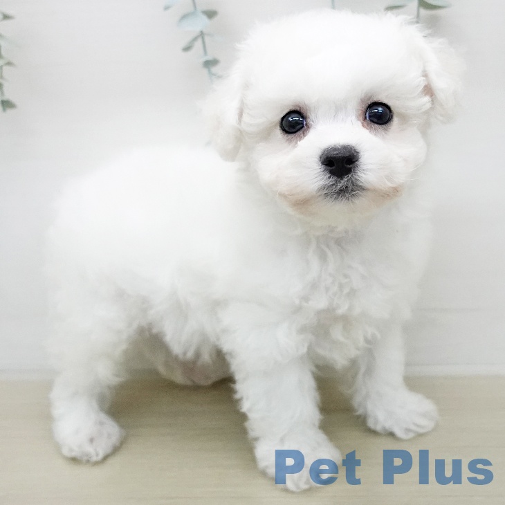 ビション・フリーゼ