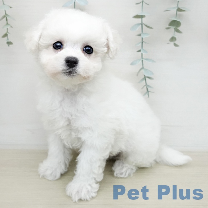 ビション・フリーゼの写真2